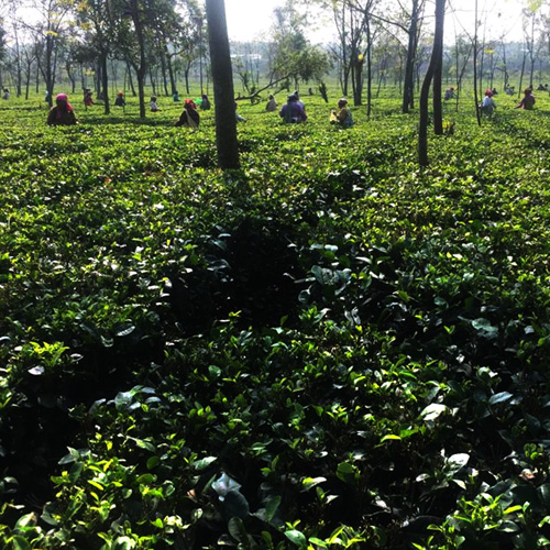 DARJEELING FIRST FLUSH