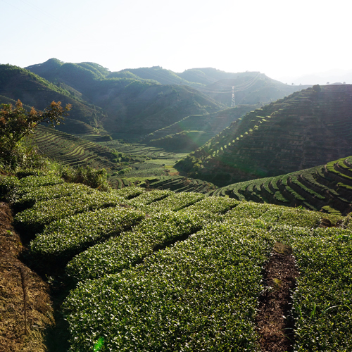 3 beautiful view of the tea farm