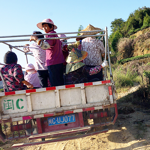 5 the ladies who do the tea picking